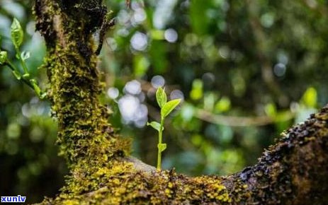 普洱茶苦味成分解析及是否安全饮用全面指南