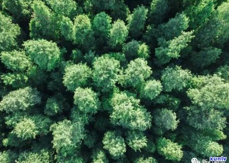 翡翠种植技术：新会变种的可能性与防范措施