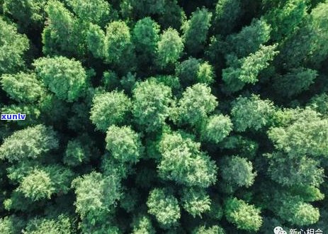 翡翠种植技术：新会变种的可能性与防范措施