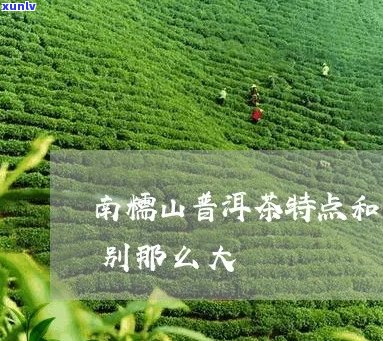 南糯山普洱茶的口感