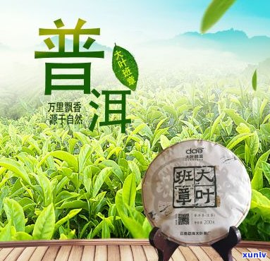 天香系列大叶普洱茶