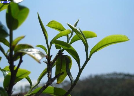 普洱茶冰冻存的可行性及注意事项：如何确保茶叶在低环境下保持品质？