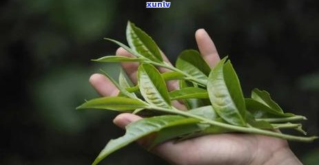 熟普洱属于什么茶性？——探究普洱茶的分类与性质