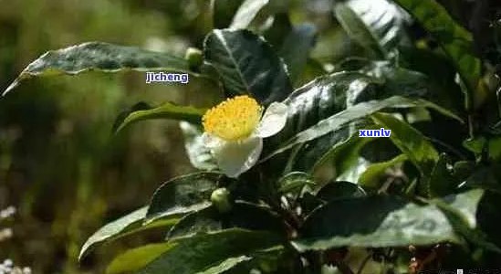 '普洱茶的茶花能喝吗有吗？普洱茶茶花的功效与作用'