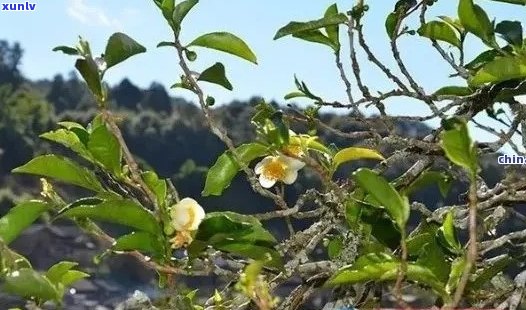 普洱茶的茶花：如何食用？是否适合饮用？完整解答来了解一下！