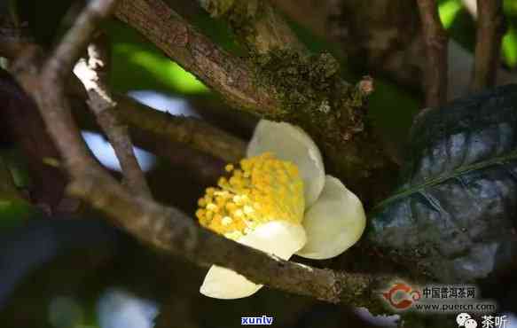 普洱茶花：翩翩起舞的云南之美，茶香四溢的文化之韵