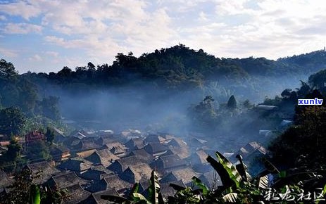 多美普洱茶的神奇功效与注意事项