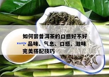 '多美普洱茶饮搭配指南：如何地享受这款茶的醇厚口感'