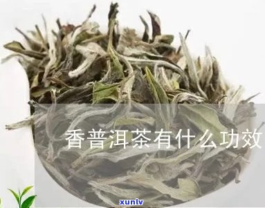 香蕙是属于普洱茶吗