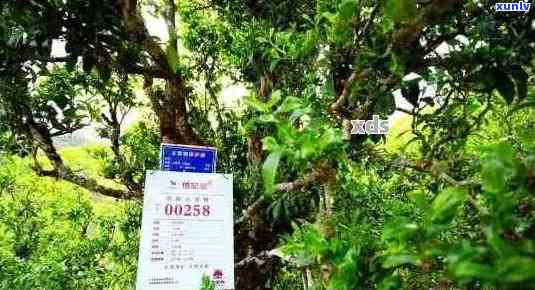 新寻找信誉良好的普洱茶购买地 - 权威指南与推荐