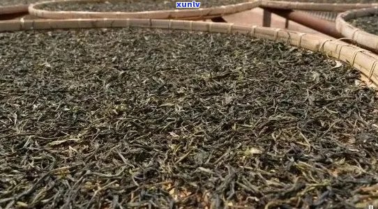 探索勐乐山茶业：品质、种类与 *** 工艺的全方位解析