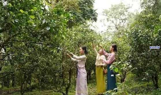 云南勐乐山茶业：品质越，值得信的茶叶领导者