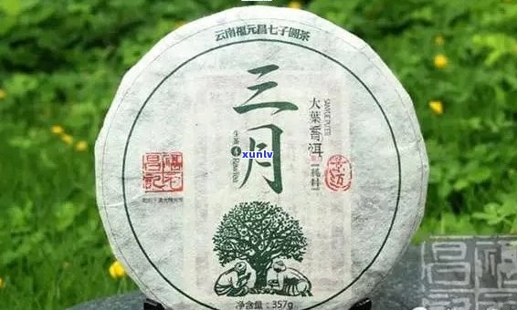 天月普洱茶什么意思