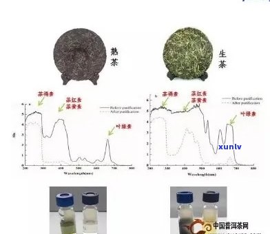 普洱茶饼泡水饮用安全性及健影响：一次全面的解析