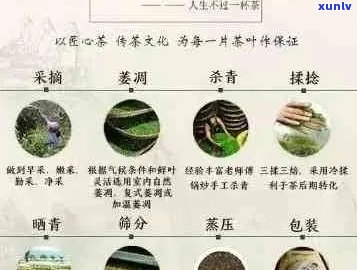 普洱茶口感的种类与品质：什么普洱茶才是喝的？