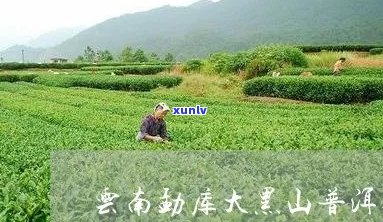 云南大黑山高山茶叶：绿色生态品质之选