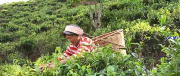 云南大黑山高山茶叶：绿色生态品质之选