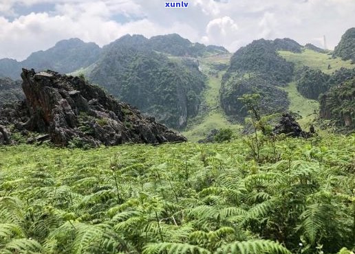 云南红河大黑山：探索神秘的自然奇观与丰富的生态资源