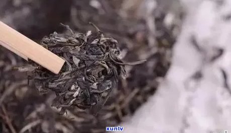 为什么普洱茶有浮物味道？