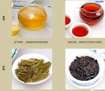 沙井喝的普洱茶是哪种：请推荐与茶叶种类