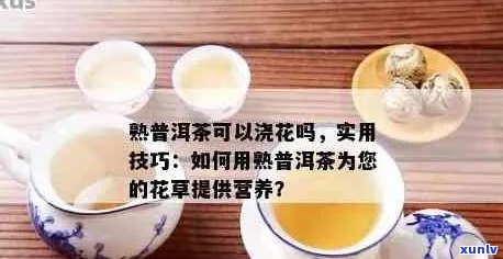 利用熟普洱茶作为花肥的正确 *** 与注意事项