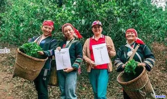 滇藏茶业：云南滇藏饮品旗下滇藏号普洱茶，源自云南滇藏自然古茶园