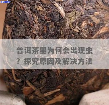 普洱茶中的蛀虫问题：如何识别、处理以及喝茶的建议