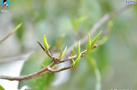 普洱茶喝后舌头麻的原因及其解决 *** 