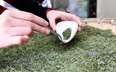 新 松针香普洱茶：一款结合松针独特香气的特色茶叶