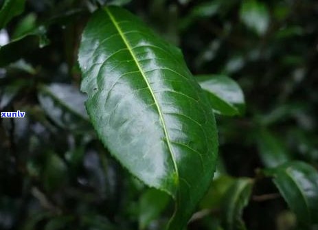 普洱茶针前面是松的