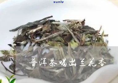 普洱茶像兰花香味吗