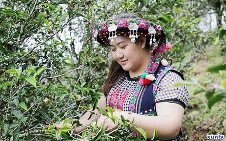 普洱茶对女性的多种益处及其适用人群分析