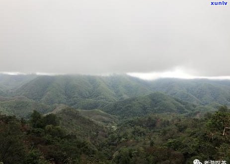 吃香椿能喝普洱茶吗