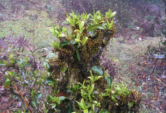 普洱茶产业链全景解析：从茶叶种植到市场销售的全过程及潜在商机