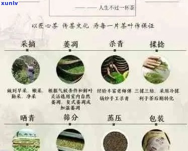 精选：优质普洱茶列表，涵各类特色与创新设计