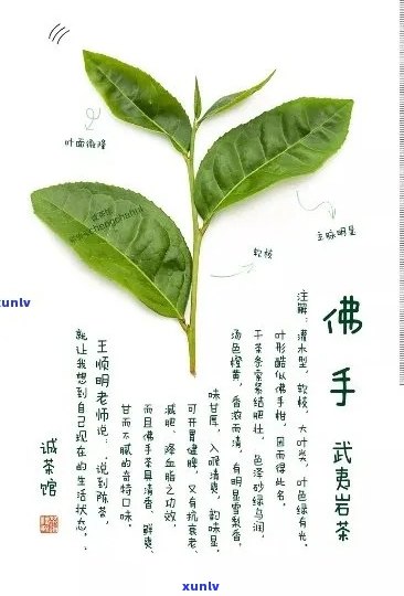 佛手普洱茶的全面功效及其适用人群解析