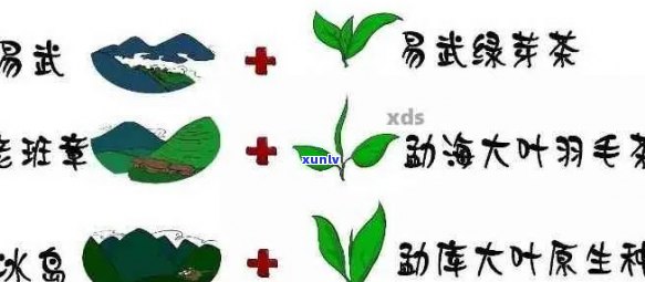 普洱茶为什么是绿色的：探究其绿色成分及原因