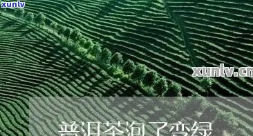 普洱茶为什么是绿色的：探究其绿色成分及原因