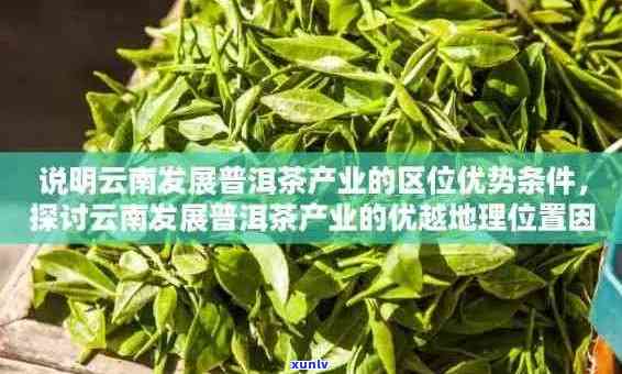 普洱茶的主要产地及其特点：哪个省份的普洱茶更受欢迎？