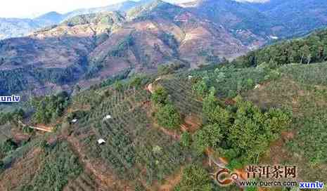 勐海县哪里产普洱茶好：勐海县普洱茶厂排名及优质产地推荐