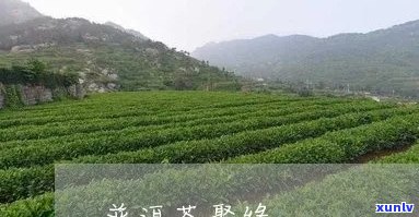 聚普缘的普洱茶好处