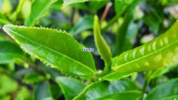 雀舌茶与普洱茶：口感对比，哪个更适合你？