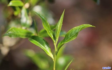 新下雨后喝普洱茶的好处、适宜时间以及注意事项