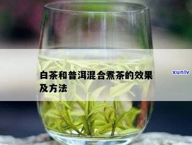 普洱茶与白茶混合饮用的好处与注意事项