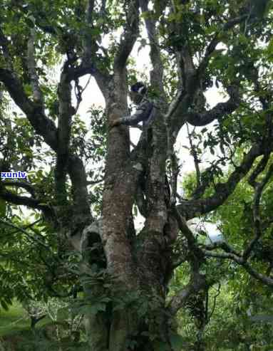 无量山古树普洱茶：特点、口感、功效及价格全面解析