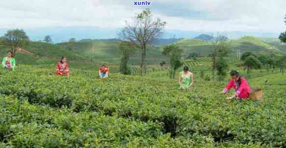 龙生有机普洱茶园：绿色生态，品质越的茶叶胜地