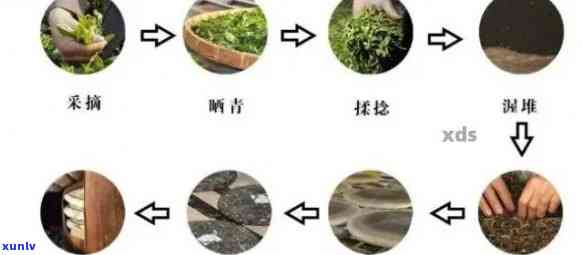 普洱茶 *** 的全流程与技巧：从选茶到冲泡，让你品尝到的味道