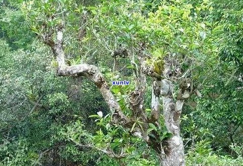 普洱茶大树的生长年限及其品质影响：多少年才能成为优质的普洱茶？