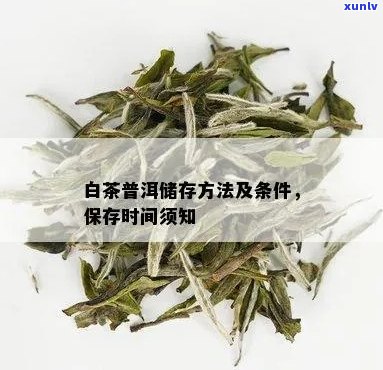 普洱月光白茶叶的保存期限及如何长保质期