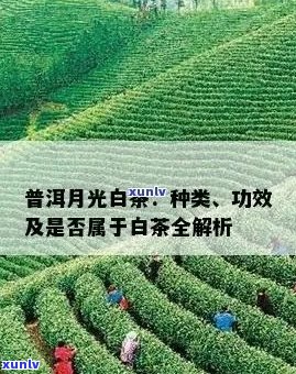 普洱月光白：全面解析其功效、作用与适用人群，让你了解真正的普洱茶之美